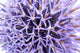 Thistle Flower Wall Mural
