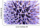 Thistle Flower Wall Mural
