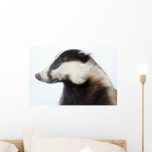 Badger Wall Decal