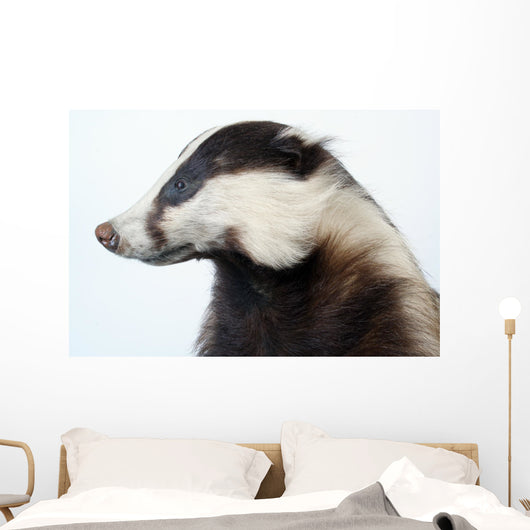 Badger Wall Decal