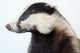 Badger Wall Decal