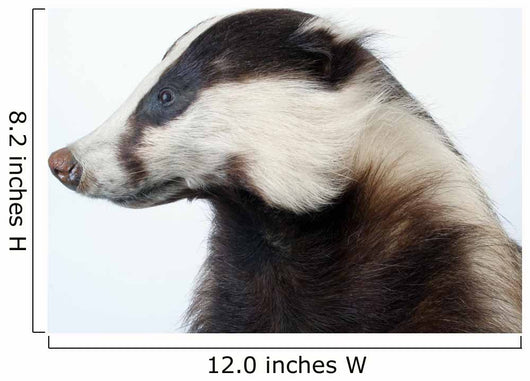Badger Wall Decal