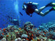 Diving Wall Decal