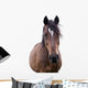 Bay Horse Face Wall Decal