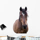 Bay Horse Face Wall Decal
