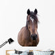 Bay Horse Face Wall Decal