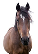Bay Horse Face Wall Decal