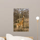 Giraffe Calf Wall Mural