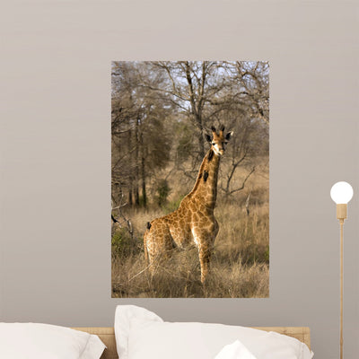 Giraffe Calf Wall Mural shown on a wall