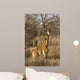 Giraffe Calf Wall Mural