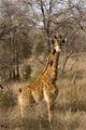 Giraffe Calf Wall Mural
