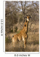 Giraffe Calf Wall Mural