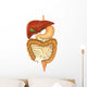 Digestive System Wall Decal