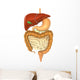 Digestive System Wall Decal
