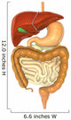Digestive System Wall Decal