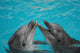 Bottle Nosed Dolphins Wall Mural