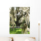spanish moss on oak Wall Mural