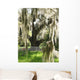 spanish moss on oak Wall Mural