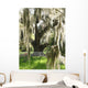 spanish moss on oak Wall Mural