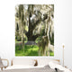 spanish moss on oak Wall Mural