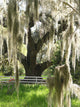 spanish moss on oak Wall Mural
