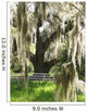 spanish moss on oak Wall Mural