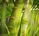 Green plant close-up Wall Mural