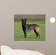 Malinois Biche Wall Mural