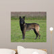 Malinois Biche Wall Mural