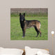 Malinois Biche Wall Mural