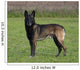 Malinois Biche Wall Mural