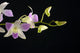 Tropical orchid on black Wall Mural