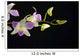 Tropical orchid on black Wall Mural