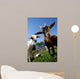 young goats on a meadow Wall Mural