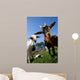 young goats on a meadow Wall Mural