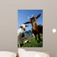 young goats on a meadow Wall Mural
