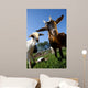 young goats on a meadow Wall Mural