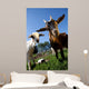 young goats on a meadow Wall Mural