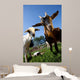young goats on a meadow Wall Mural