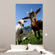 young goats on a meadow Wall Mural