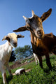 young goats on a meadow Wall Mural