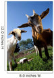 young goats on a meadow Wall Mural