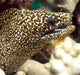 Moray He Wall Decal