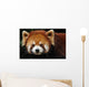 Endangered Red Panda Close up Wall Mural