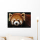 Endangered Red Panda Close up Wall Mural