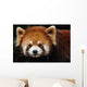 Endangered Red Panda Close up Wall Mural