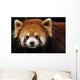 Endangered Red Panda Close up Wall Mural