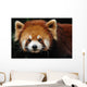 Endangered Red Panda Close up Wall Mural
