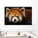 Endangered Red Panda Close up Wall Mural