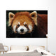 Endangered Red Panda Close up Wall Mural